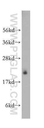 LMP2 Antibody in Western Blot (WB)