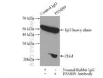 LMP2 Antibody in Immunoprecipitation (IP)