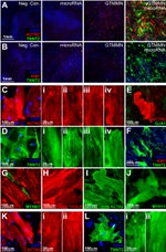 Ki-67 Antibody in Immunocytochemistry (ICC/IF)