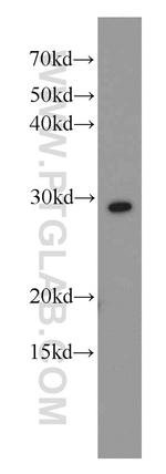 RPL7 Antibody in Western Blot (WB)