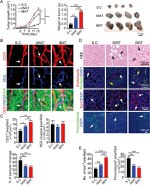 Endomucin Antibody in Immunohistochemistry (Paraffin) (IHC (P))