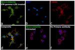 CD274 (PD-L1, B7-H1) Antibody in Immunocytochemistry (ICC/IF)