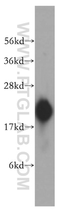 REEP5 Antibody in Western Blot (WB)