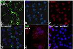 Neural/Glial Antigen 2 (NG2) Antibody in Immunocytochemistry (ICC/IF)