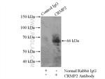 CRMP2 Antibody in Immunoprecipitation (IP)