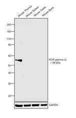 ROR gamma (t) Antibody in Western Blot (WB)