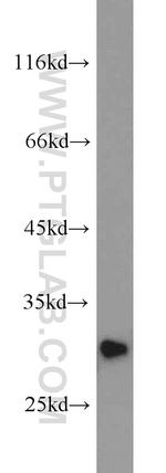 PAFAH1B2 Antibody in Western Blot (WB)