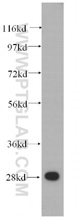 RPS4X Antibody in Western Blot (WB)