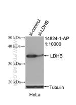 LDHB Antibody in Western Blot (WB)