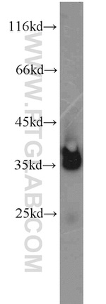 LDHB Antibody in Western Blot (WB)