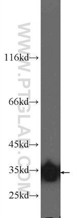 LDHB Antibody in Western Blot (WB)