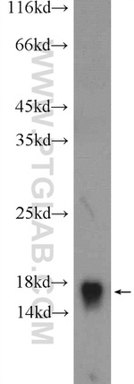 RPL35 Antibody in Western Blot (WB)