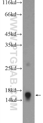 RPL35 Antibody in Western Blot (WB)