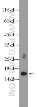 RPL35 Antibody in Western Blot (WB)