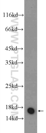 RPL35 Antibody in Western Blot (WB)