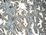 CRISP3 Antibody in Immunohistochemistry (Paraffin) (IHC (P))