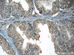 CRISP3 Antibody in Immunohistochemistry (Paraffin) (IHC (P))