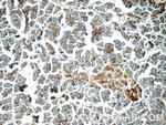 CRISP3 Antibody in Immunohistochemistry (Paraffin) (IHC (P))