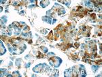 CRISP3 Antibody in Immunohistochemistry (Paraffin) (IHC (P))