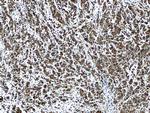 CRISP3 Antibody in Immunohistochemistry (Paraffin) (IHC (P))