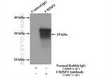 CRISP3 Antibody in Immunoprecipitation (IP)