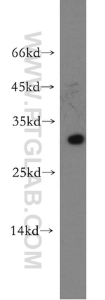 CRISP3 Antibody in Western Blot (WB)