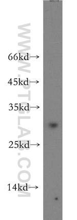 CRISP3 Antibody in Western Blot (WB)