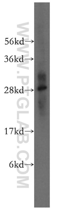 CRISP3 Antibody in Western Blot (WB)