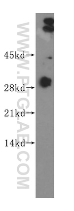 CRISP3 Antibody in Western Blot (WB)