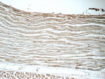 PPA1 Antibody in Immunohistochemistry (Paraffin) (IHC (P))