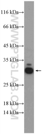 RPL14 Antibody in Western Blot (WB)