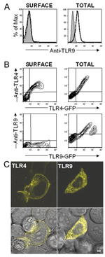 CD284 (TLR4) Antibody in Immunocytochemistry (ICC/IF)