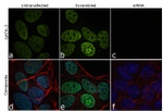 Gata-3 Antibody in Immunocytochemistry (ICC/IF)