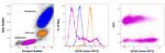 CD38 Antibody