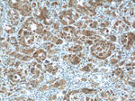 NUPR1 Antibody in Immunohistochemistry (Paraffin) (IHC (P))