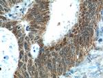 NUPR1 Antibody in Immunohistochemistry (Paraffin) (IHC (P))