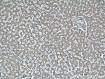 NUDT9 Antibody in Immunohistochemistry (Paraffin) (IHC (P))