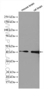 NUDT9 Antibody in Western Blot (WB)