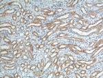 B4GALT4 Antibody in Immunohistochemistry (Paraffin) (IHC (P))