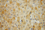 MRPL34 Antibody in Immunohistochemistry (Paraffin) (IHC (P))