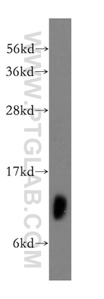 MRPL34 Antibody in Western Blot (WB)