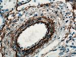 Elastin Antibody in Immunohistochemistry (Paraffin) (IHC (P))