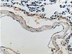 Elastin Antibody in Immunohistochemistry (Paraffin) (IHC (P))