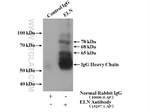 Elastin Antibody in Immunoprecipitation (IP)