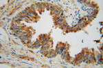 TMOD2 Antibody in Immunohistochemistry (Paraffin) (IHC (P))