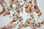 PCDHA5 Antibody in Immunohistochemistry (Paraffin) (IHC (P))