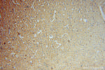 PCDHA5 Antibody in Immunohistochemistry (Paraffin) (IHC (P))