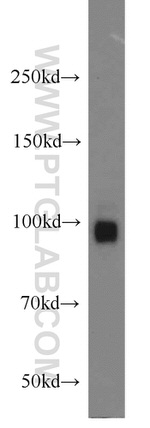 PCDHA5 Antibody in Western Blot (WB)