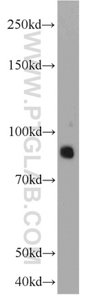 PCDHA5 Antibody in Western Blot (WB)