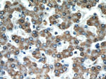 ALDH2 Antibody in Immunohistochemistry (Paraffin) (IHC (P))